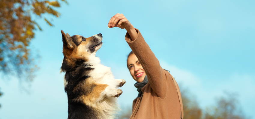 Image of a pet owner giving a hemp treat to his dog.