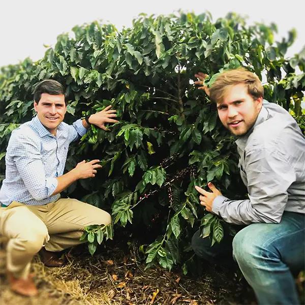 The Brazil Sao Lucas farmers: Lucas and Calum in a three and half years old coffee tree 