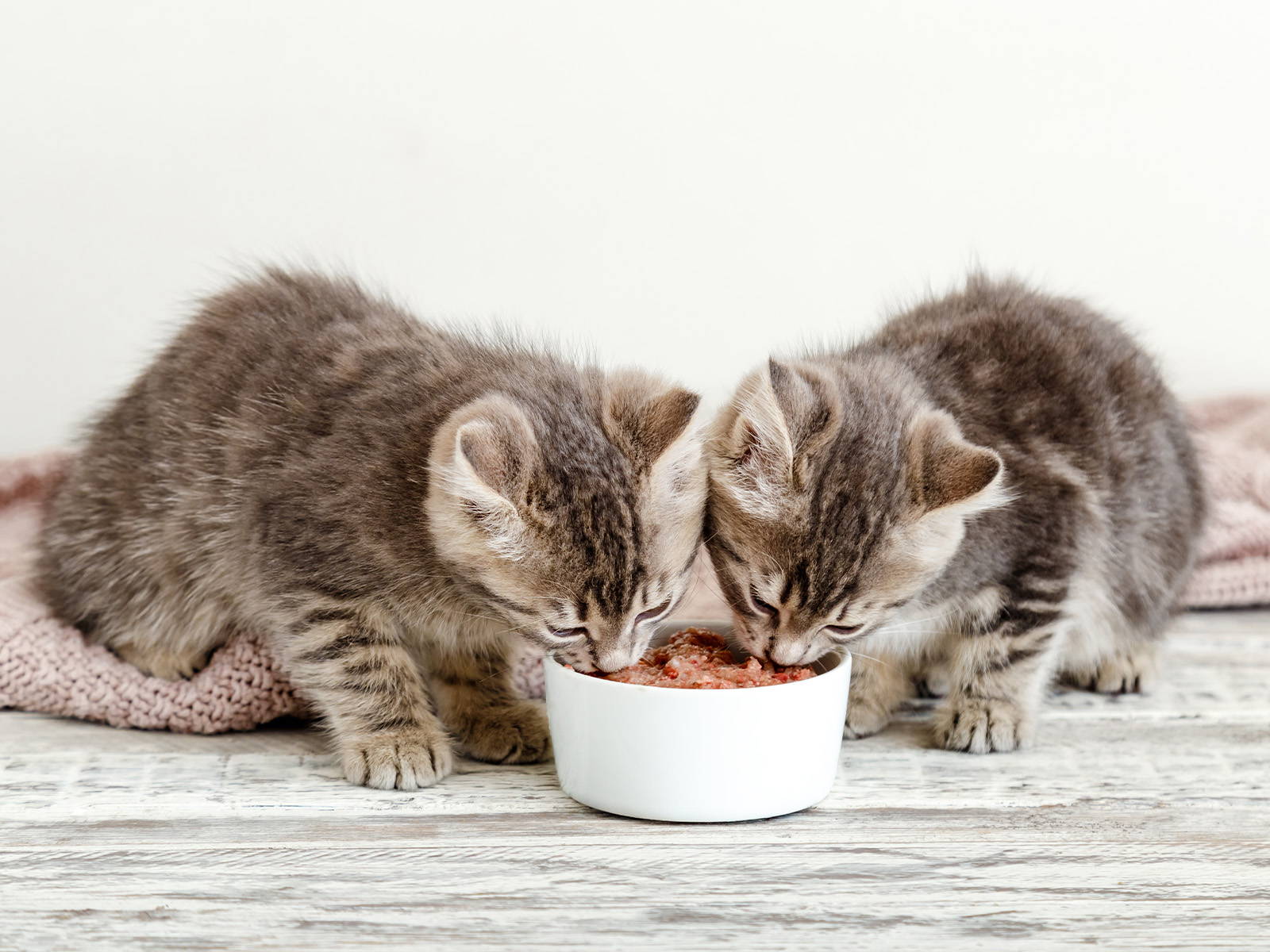 Kitten fressen Katzenfutter mit hohem Fleischanteil