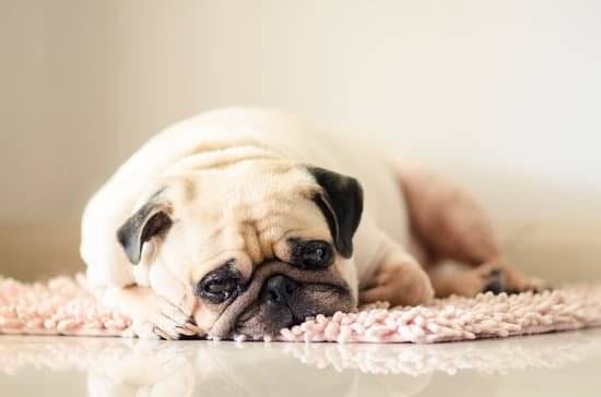 a pug laying on a rug