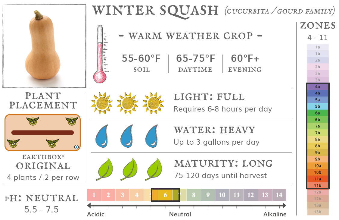 Winter squash are a warm weather crop best grown in zones 4 to 11. They require 6-8 hours sun per day, up to 3 gallons of water per day, and take 75-120 days until harvest. Place 4 plants, 2 per row, in an EarthBox Original