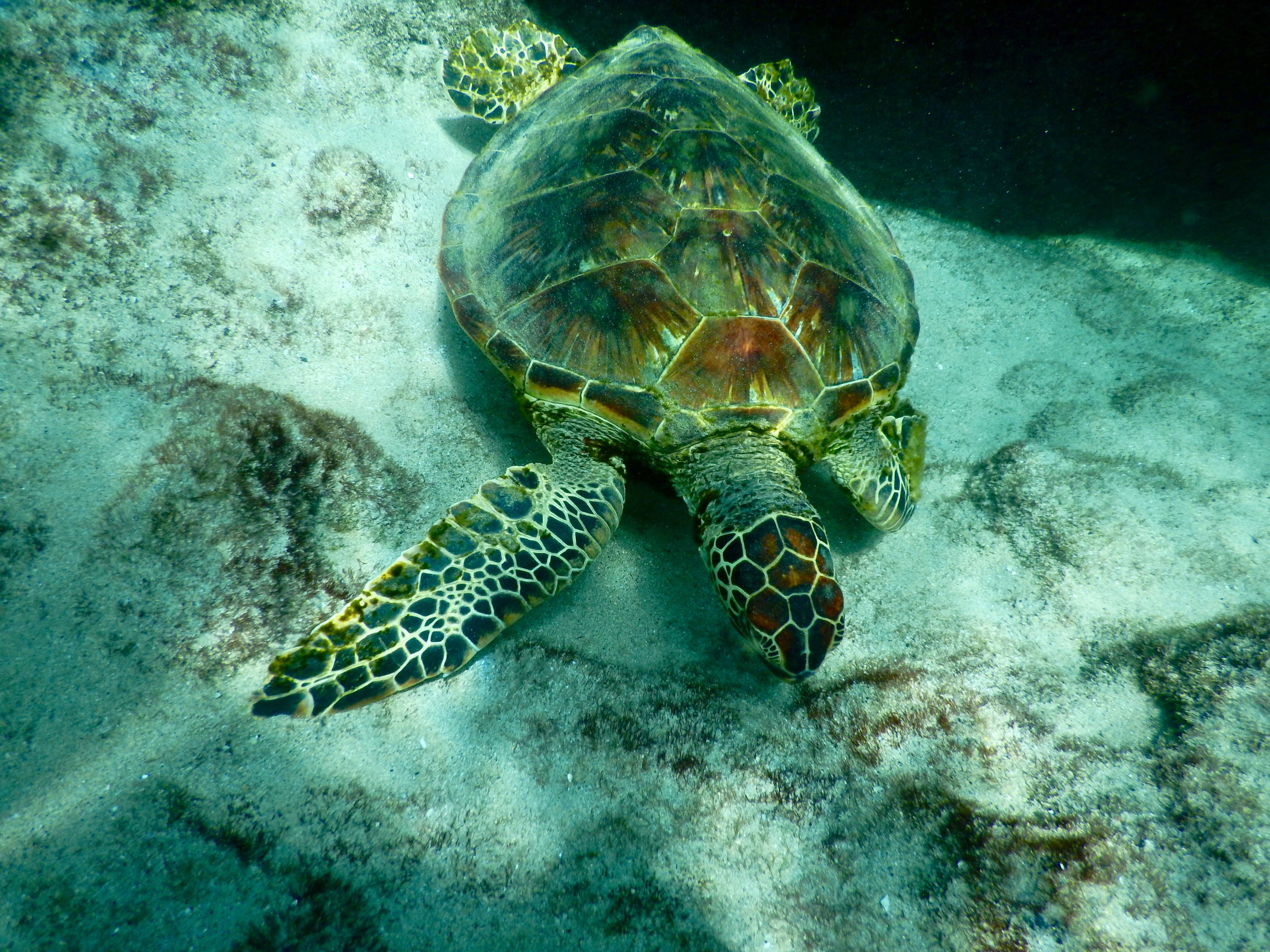 Морские черепахи жизнь. Зеленая (суповая морская черепаха). Плоскоспинная черепаха. Зеленая черепаха Черепашата Северный Кипр. Австралийская зелёная черепаха.