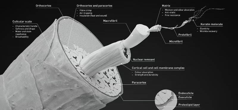 merino anatomy