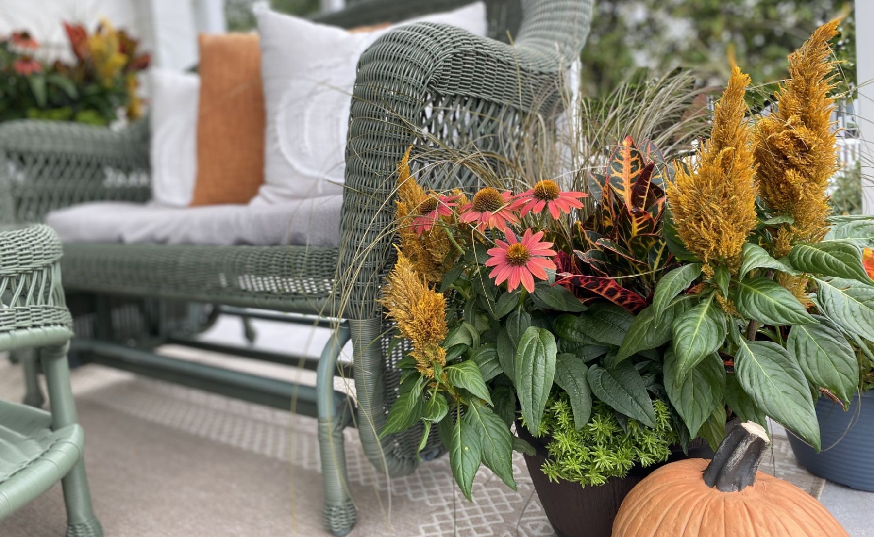 Autumn container garden featuring pink coneflowers, golden celosia, ornamental grass, and colorful croton foliage beside a wicker porch chair.