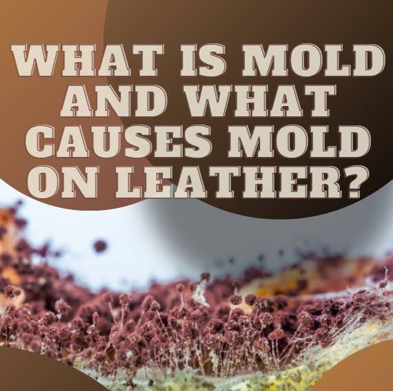 WHAT IS MOLD