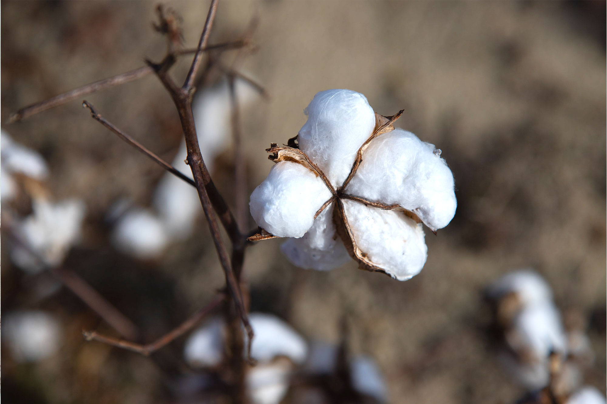 Read our article to learn the benefits of organic cotton