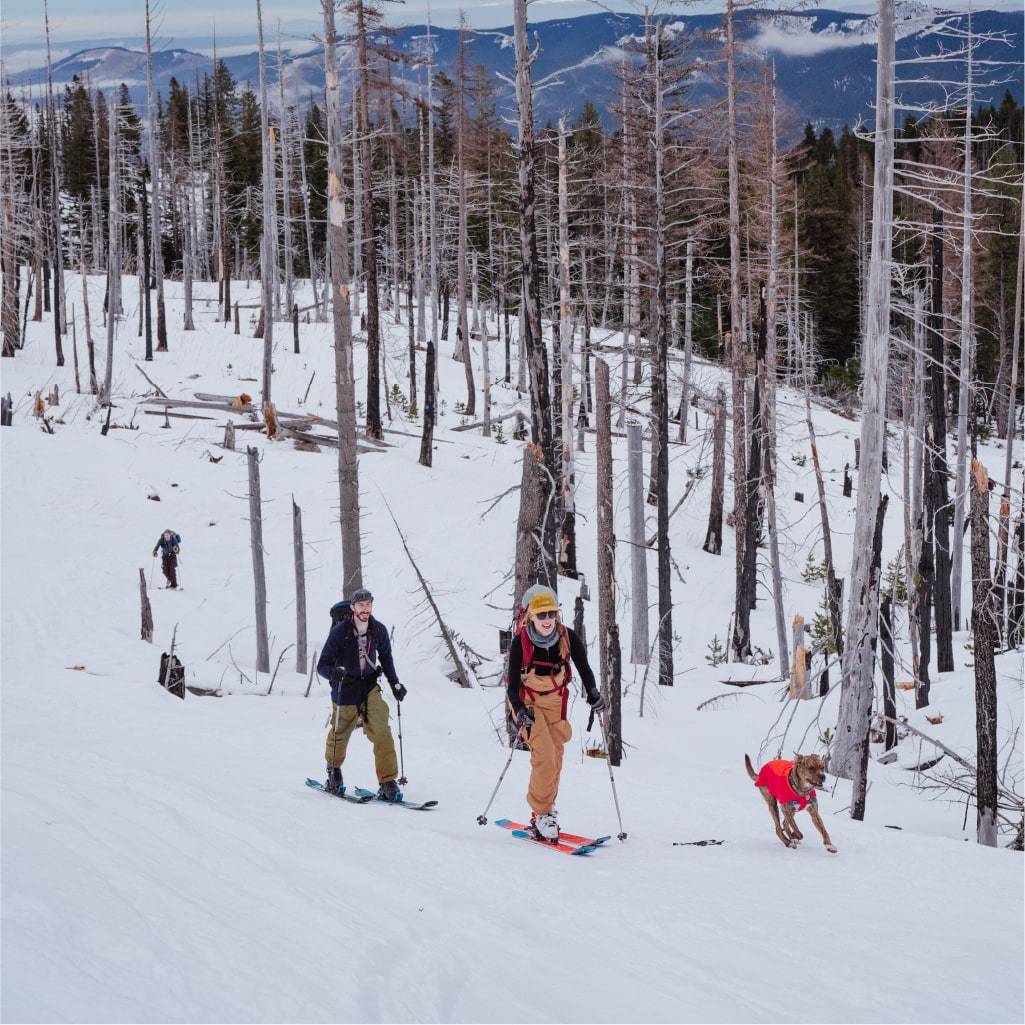 Two friends and their dog cross country skiing
