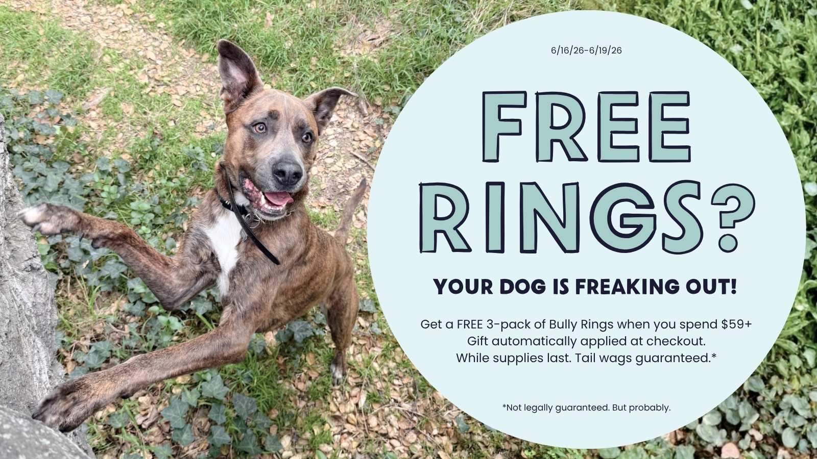 Free Rings? Your Dog is Freaking Out! An excited dog jumping up with a teal bubble with the promotion's details
