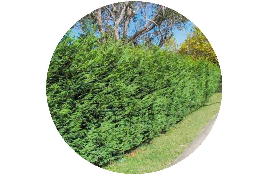 leyland cypress hedge