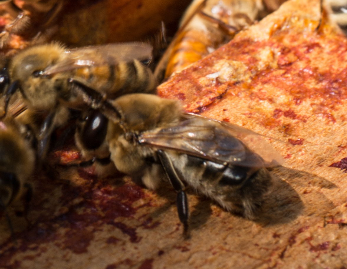 A drone honeybee