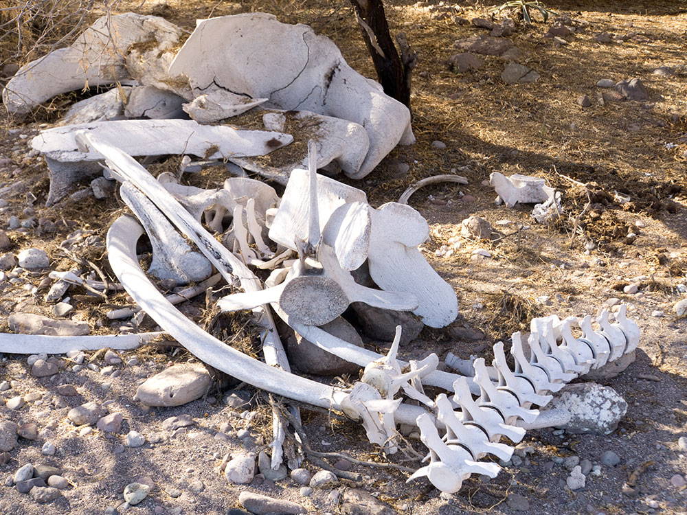 Bones of a large animal on a beach