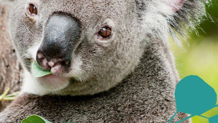 Koala Bear eating eucalyptus- Babo Botanicals