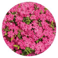 Photo of Southern Blaze™ Bright Pink