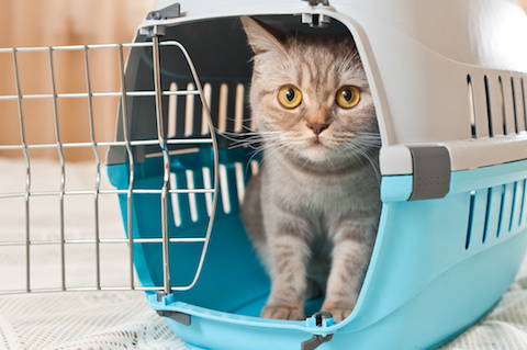 Make Sure Your Cat or Dogs Carrier is Ready