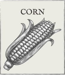 Jump down to Corn growing guide