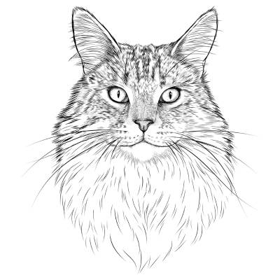 Angel the Maine Coon Cat