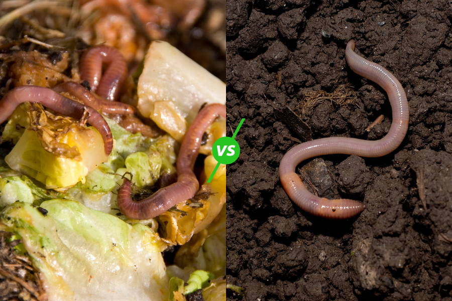 Compost worms vs. earthworms