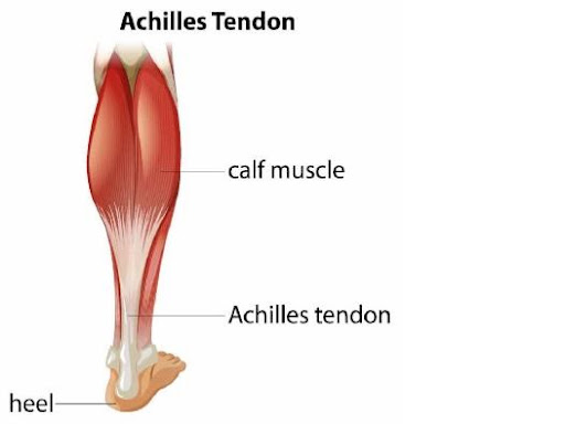 where is the achilles tendon