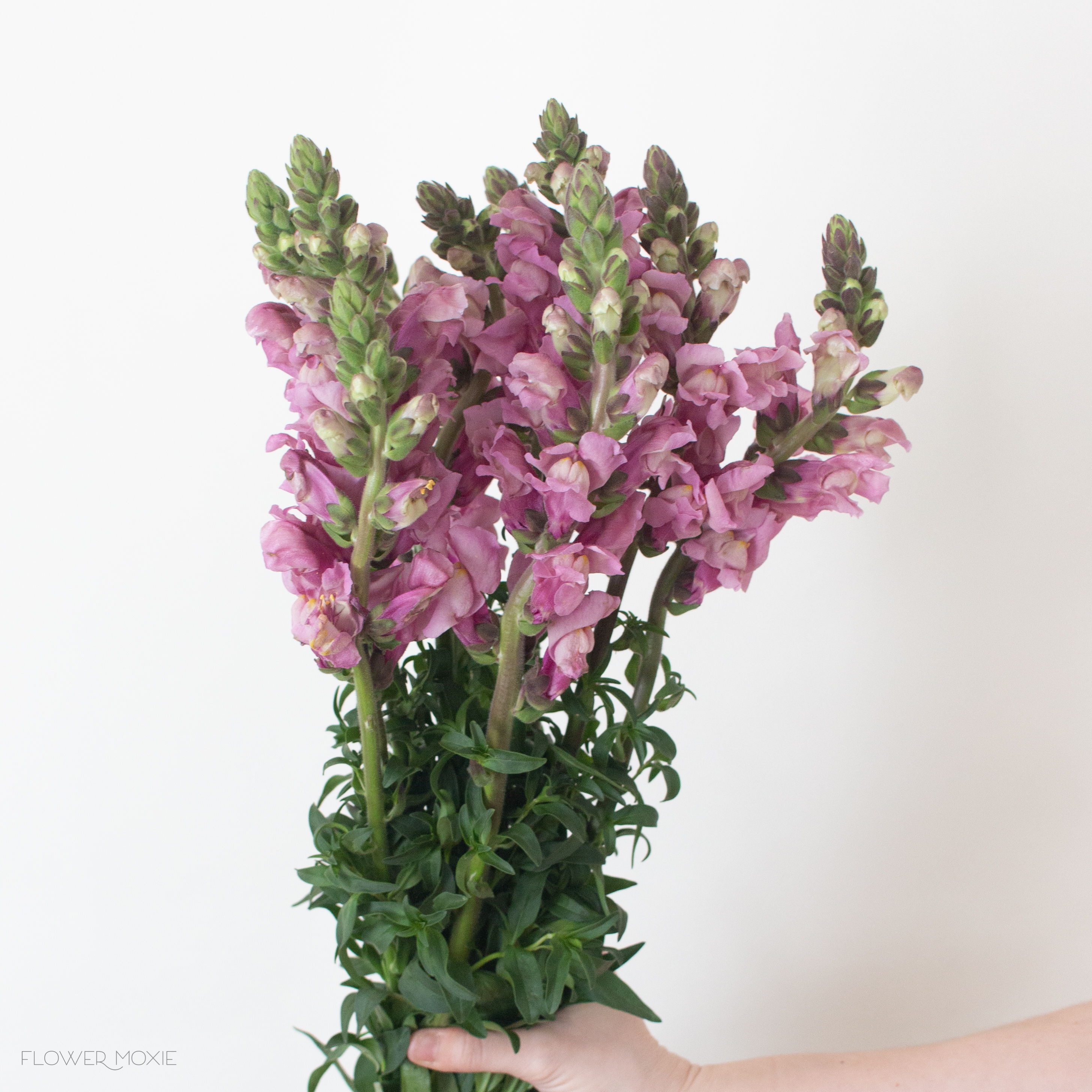 mauve snapdragons