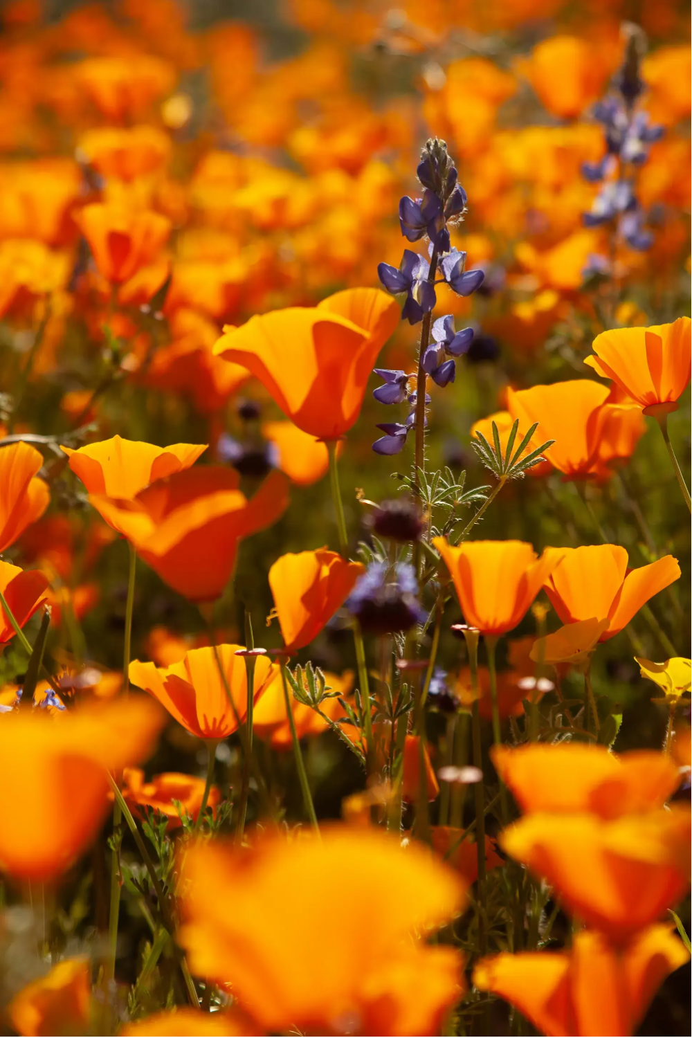 Close up of orange and purple wildflowers