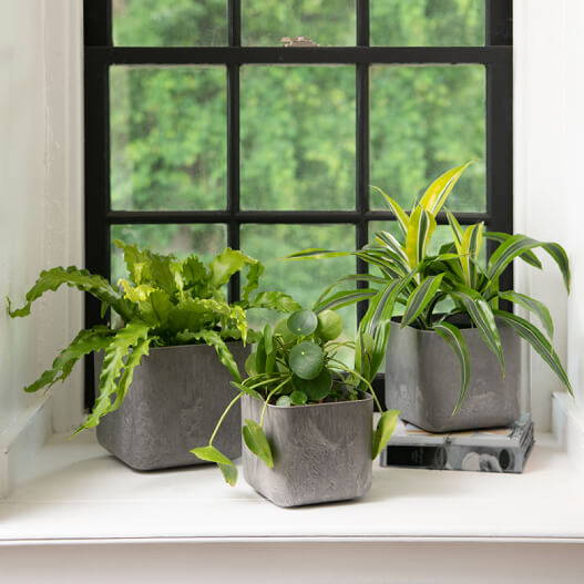 A gray set of 3 rubi square planters with green plants in front of a window