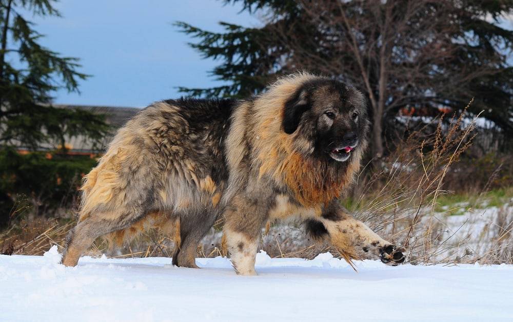 russian bear dog pictures