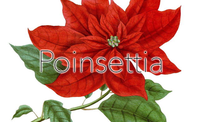Artificial Poinsettia Plants
