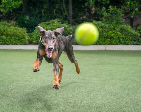 Dog catching a ball