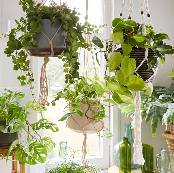 Hangplanten