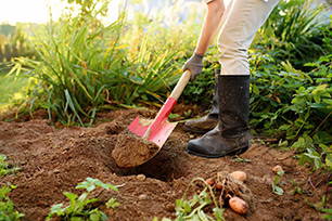 Person shoveling soil in the garden