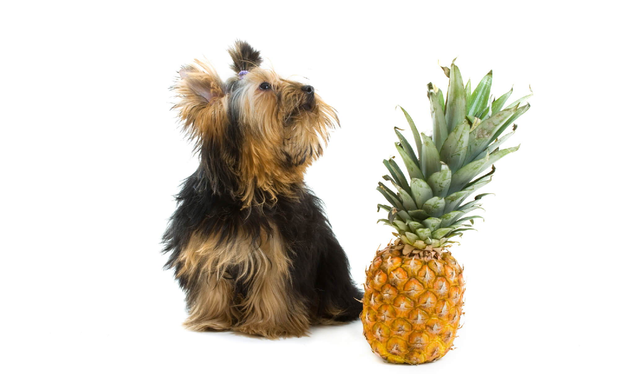 how much pineapple can i give my dog