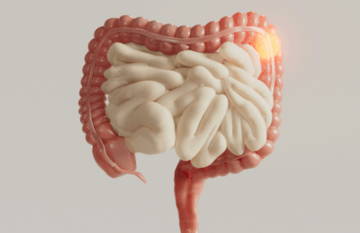 3D illustration of human intestines and digestive system.