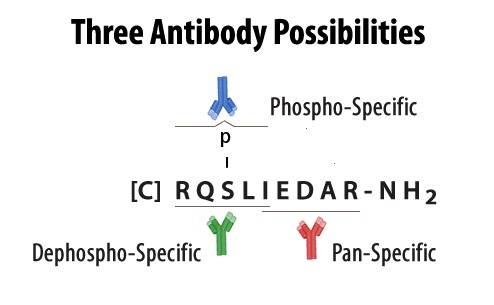Three Antibody Possibilities