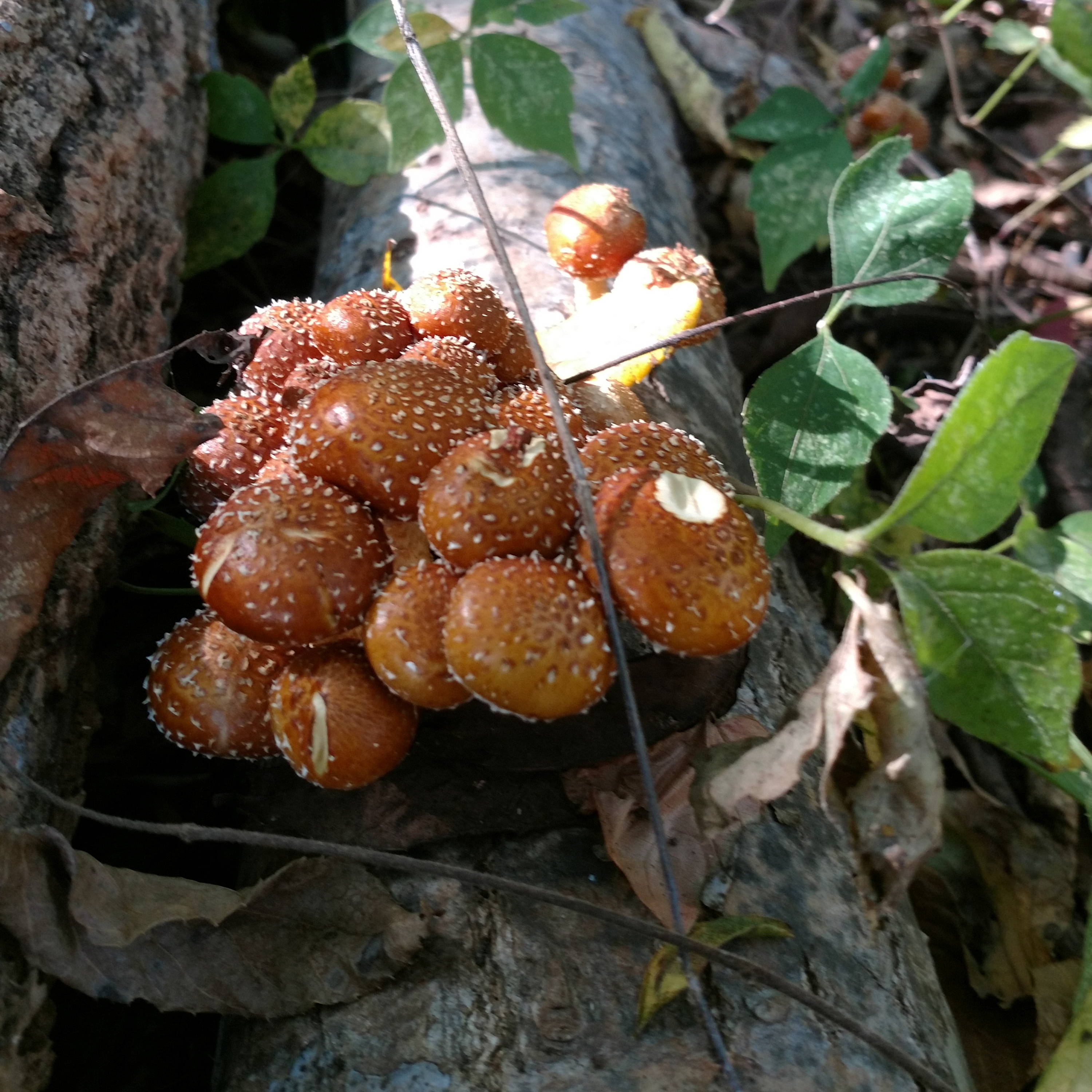 chestnut mushrooms