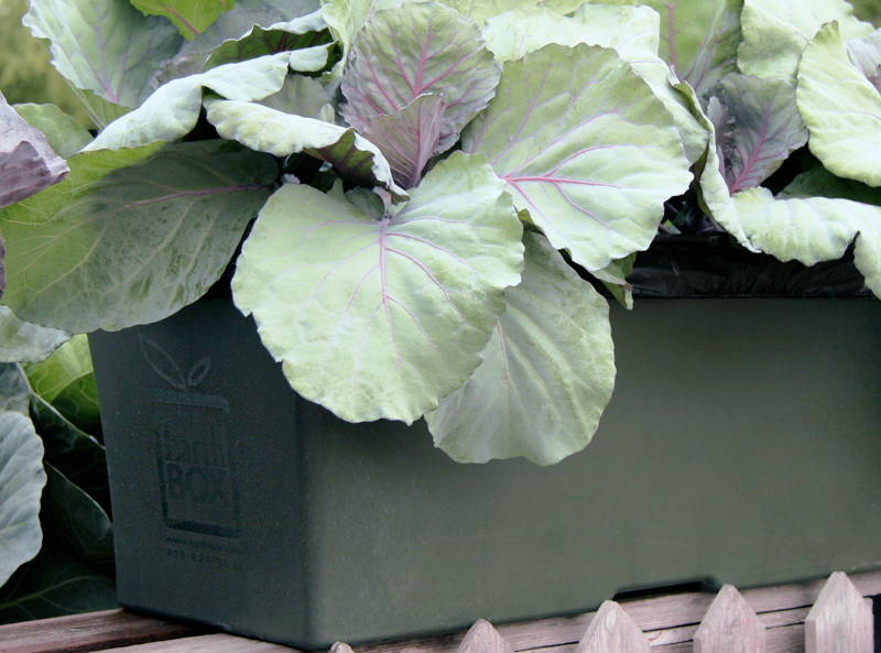 Vegetables growing in a green gardening box