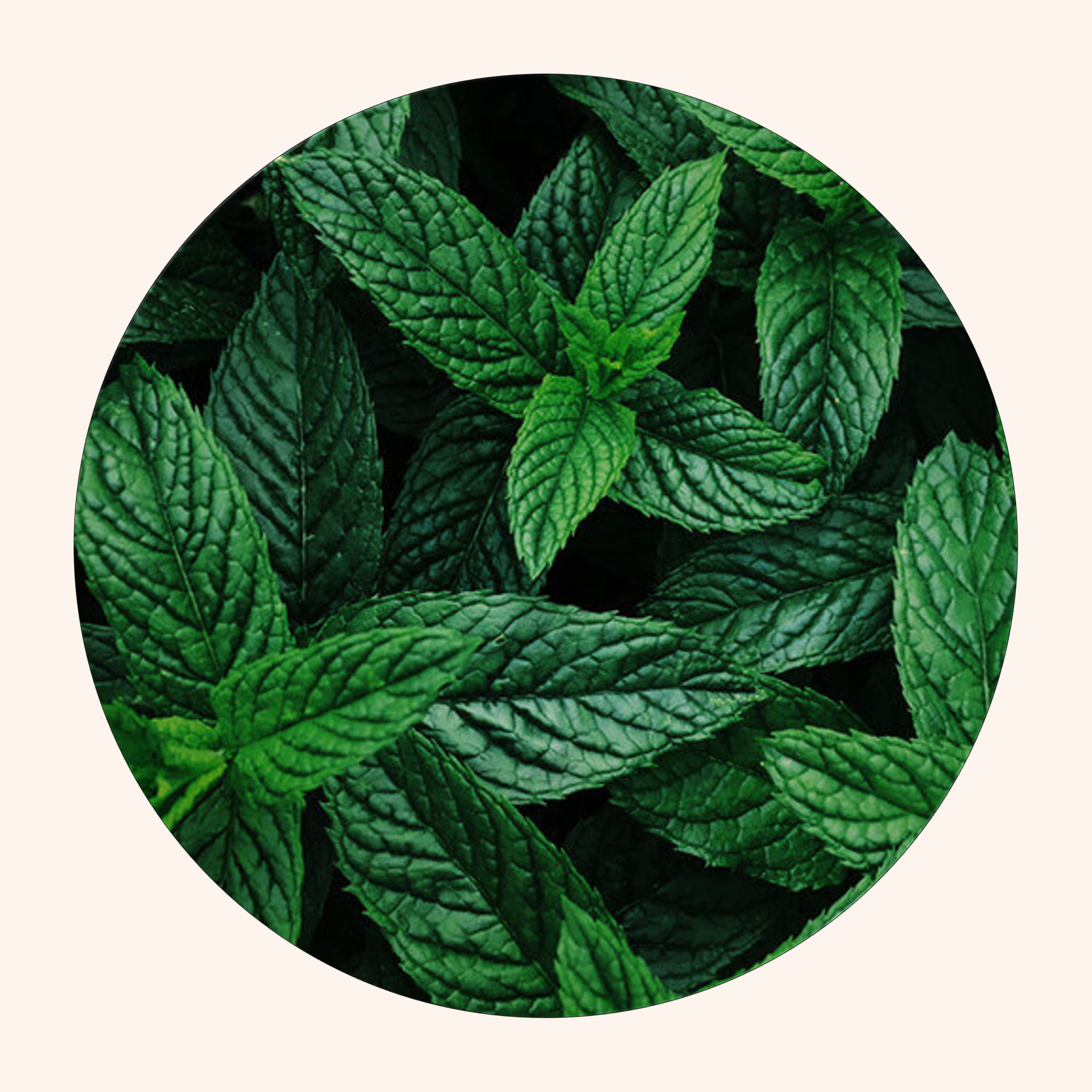 Close-up of green mint leaves in a circular frame.
