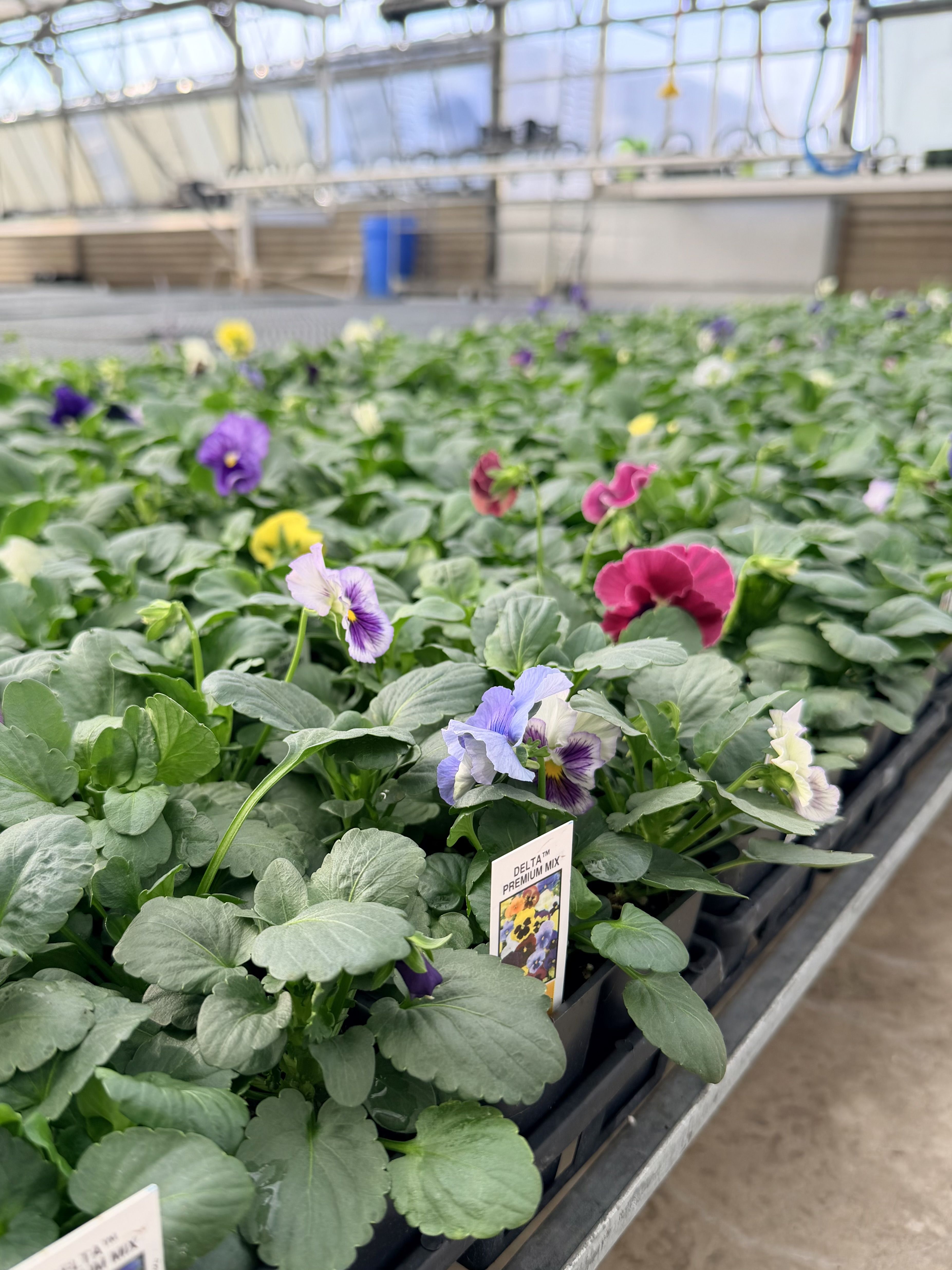 Colorful pansy flowers growing in a greenhouse.