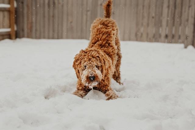 Dog In The Snow