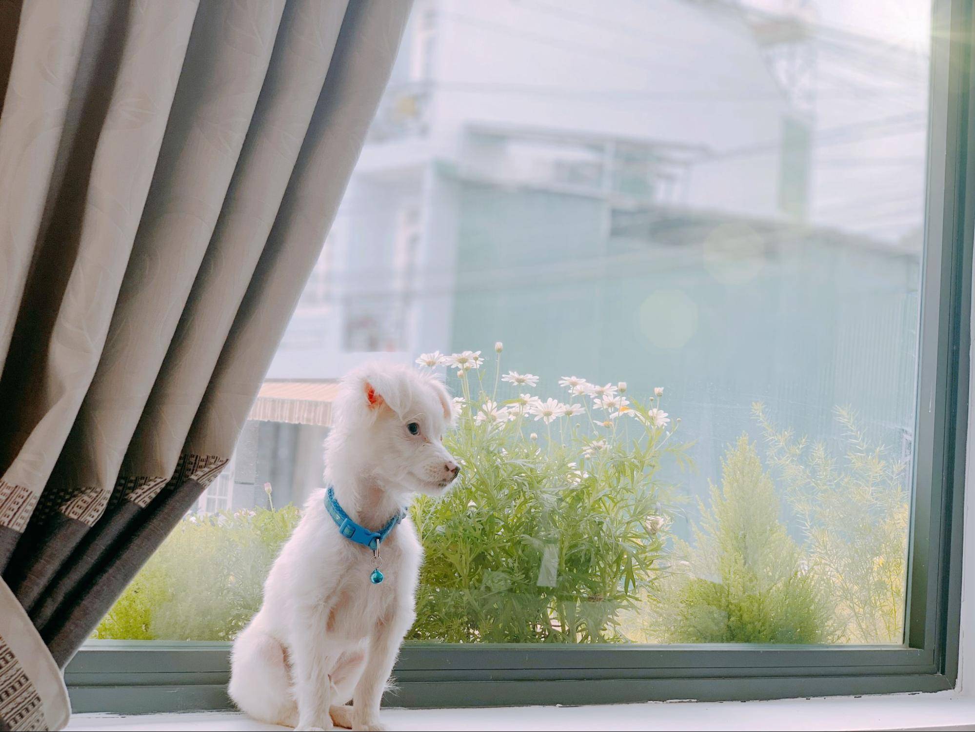 purchase a dog online