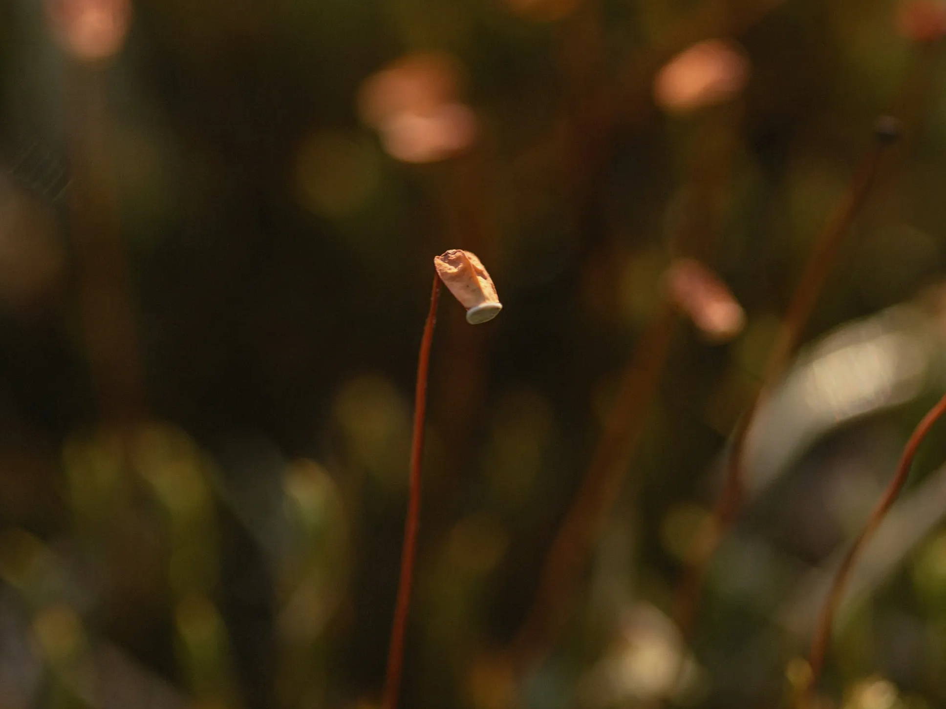 Closeup photo of a small flower bud
