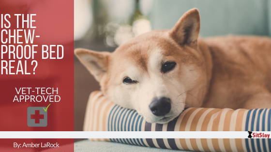Chew Proof Dog Beds: BuddyRest World's Toughest Dog Beds