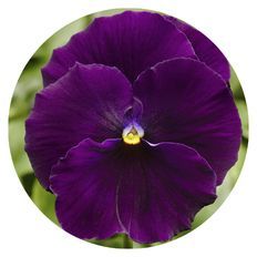 Photo of Proven Selections® Clear Violet Pansy