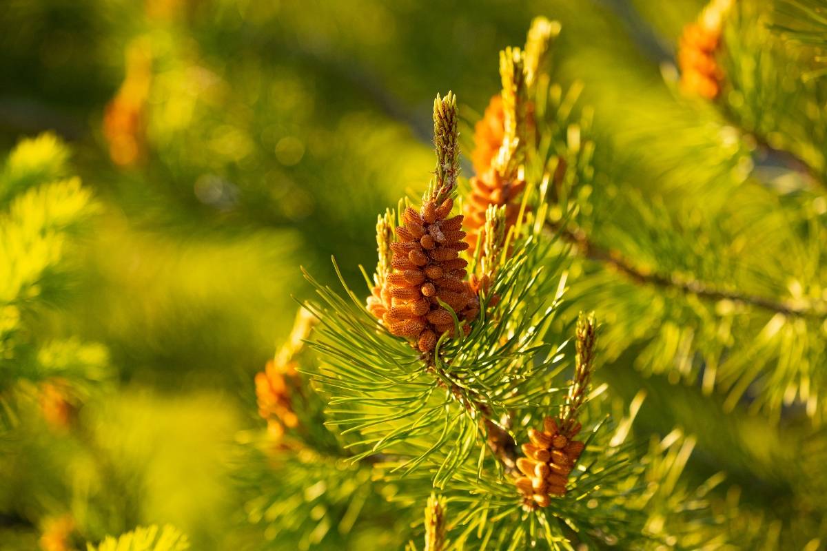 Pine Pollen benefits for Men
