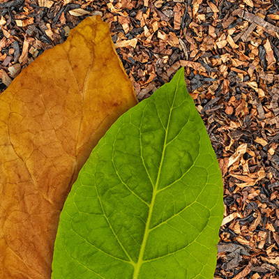A photo of tobacco leaves.