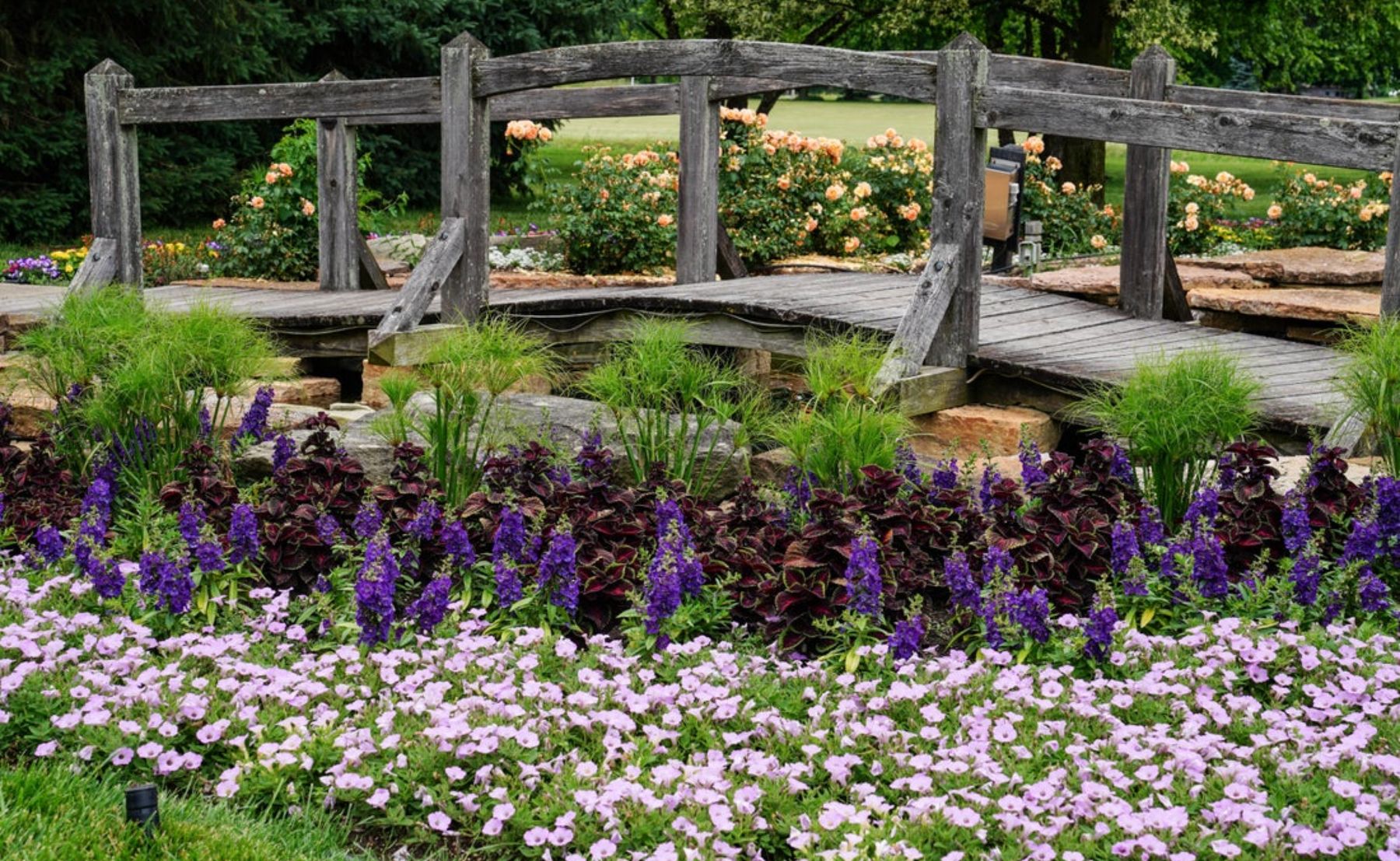 Proven Winners display garden full of Angelface Blue, Coleus ColorBlaze Torchlight, Supertunia Cool Jazz