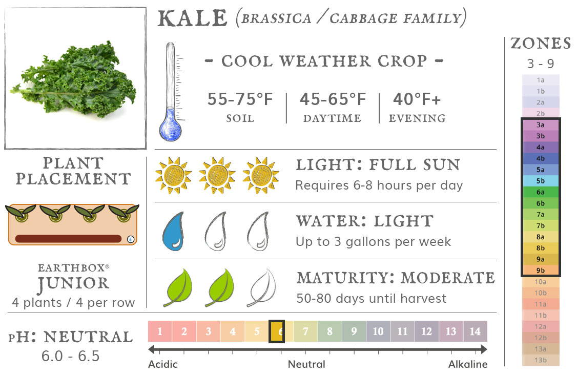 Kale is a cool weather crop best grown in zones 3 to 9. They require 6-8 hours sun per day, up to 3 gallons of water per week, and take 50-80 days until harvest. Place 4 plants, 4 per row, in an EarthBox Junior