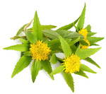 rhodiola root extract