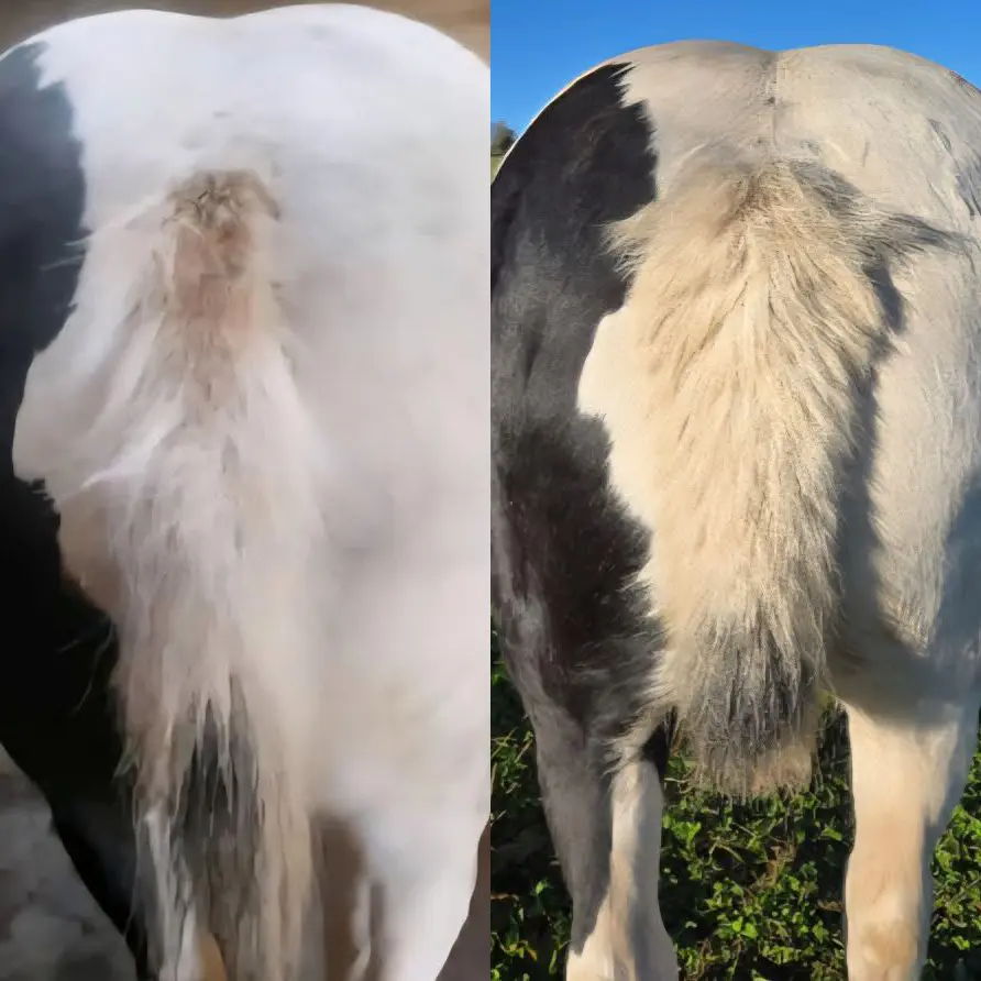 Minelli-Bertie-C&K-Tail-Results