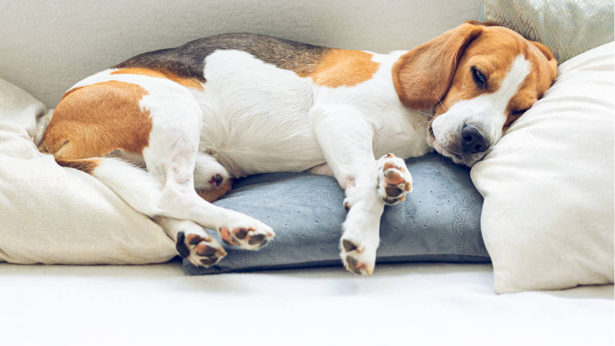 A tired beagle dog lays on a set of pillows