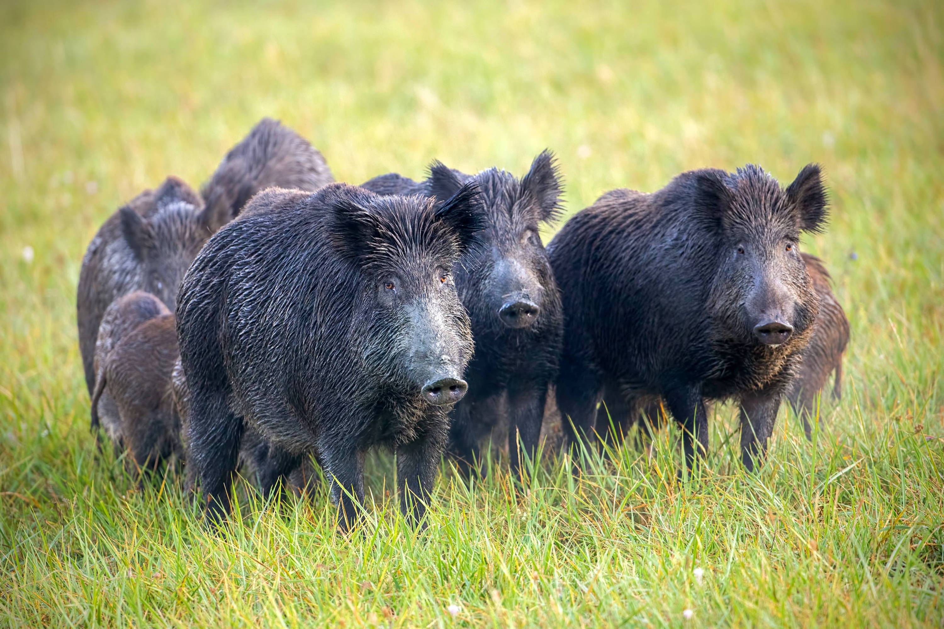 A herd of feral hogs